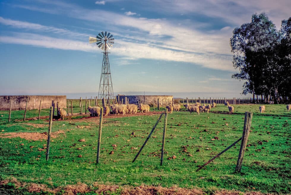 Sheep in fenced in field. A Peace Corps volunteer’s story in Baltasar Brum, Uruguay.