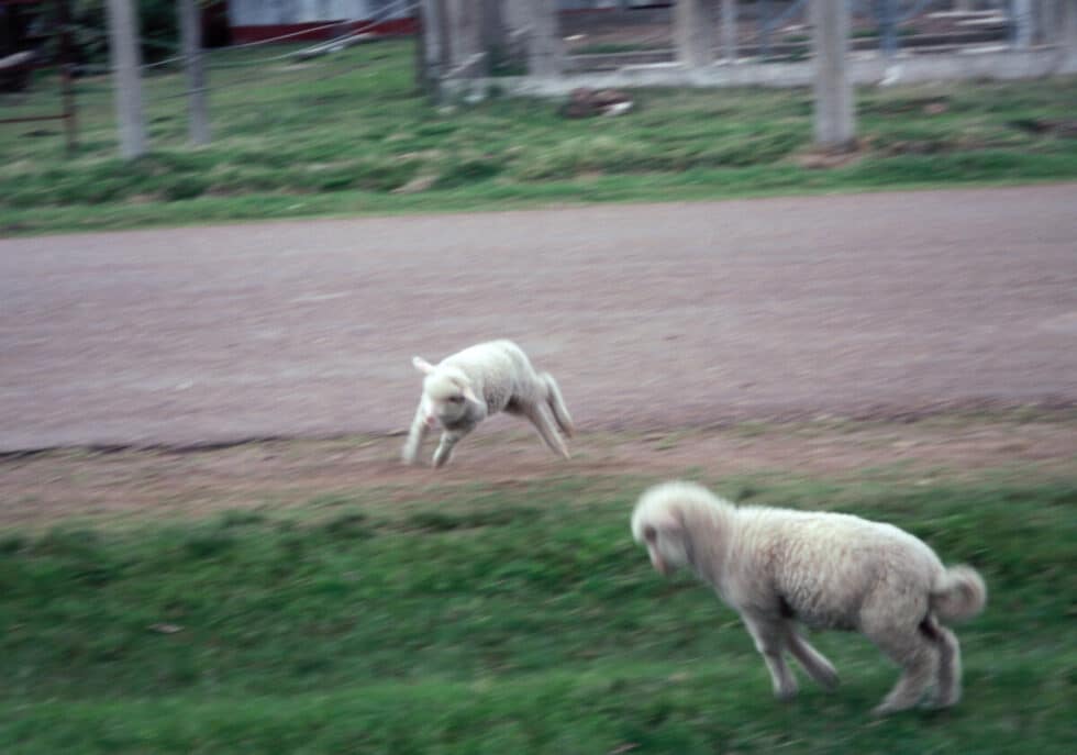 Sparkey and Farkus, lambs romping and playing like lambs in a Walt Disney movie. A Peace Corps volunteer’s story in Baltasar Brum, Uruguay.