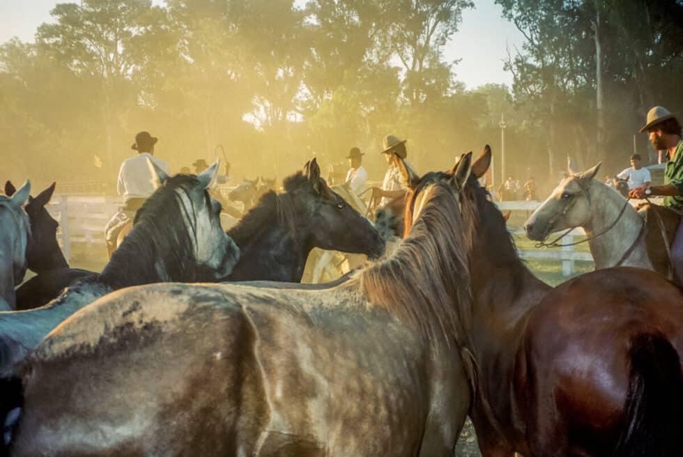 Gauchos on horses and horses without riders. A Peace Corps volunteer’s story in Baltasar Brum, Uruguay.
