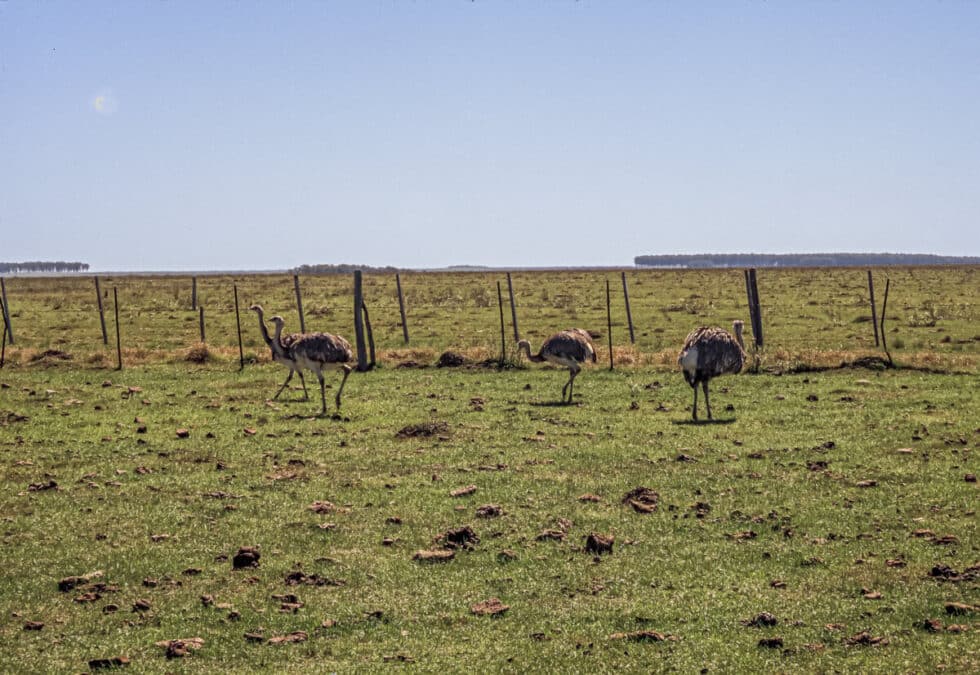 Small ostriches called ñandus. A Peace Corps volunteer’s story in Baltasar Brum, Uruguay.