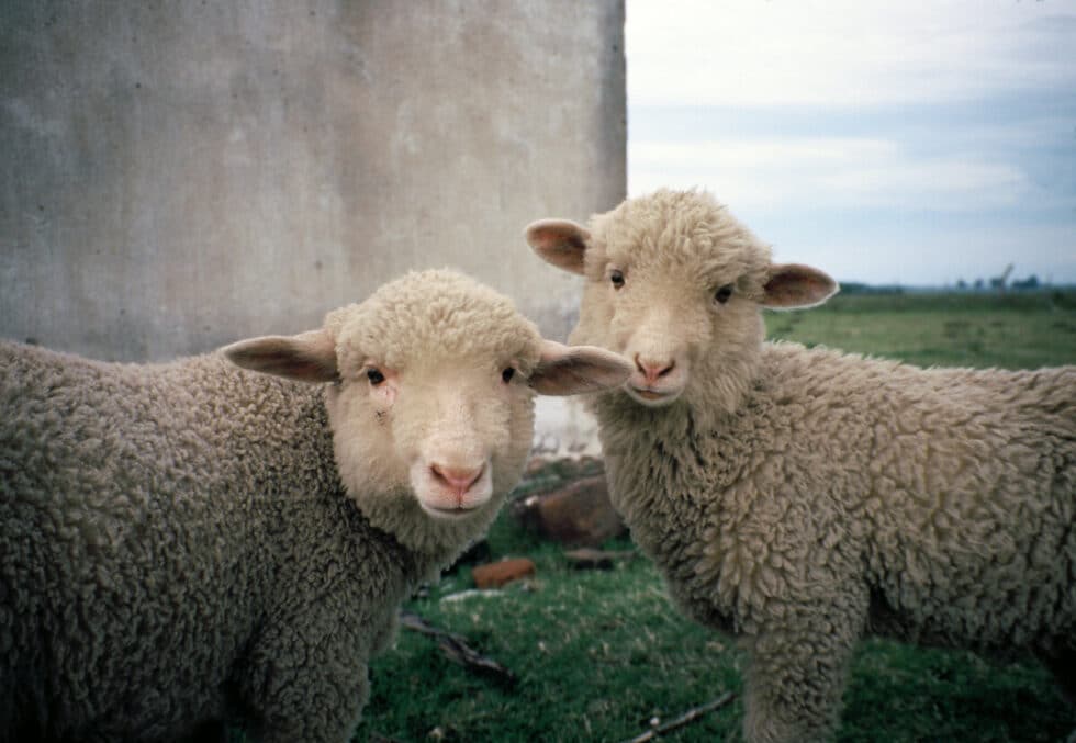 Sparkey and Farkus fully grown. A Peace Corps volunteer’s story in Baltasar Brum, Uruguay.