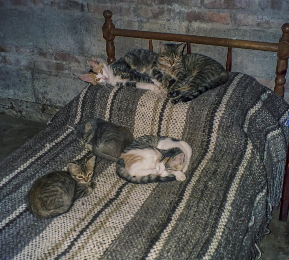 Five kittens on my bed. A Peace Corps volunteer’s story in Baltasar Brum, Uruguay.
